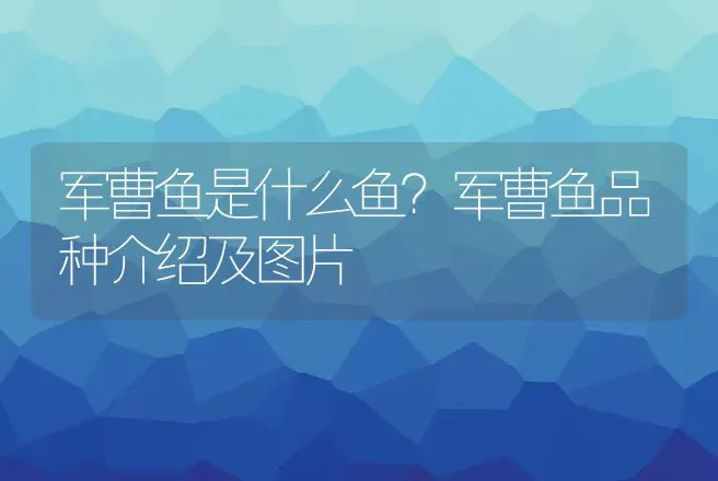 军曹鱼是什么鱼？军曹鱼品种介绍及图片 | 动物养殖