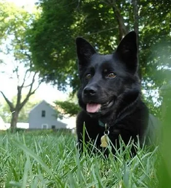 挪威猎鹿犬