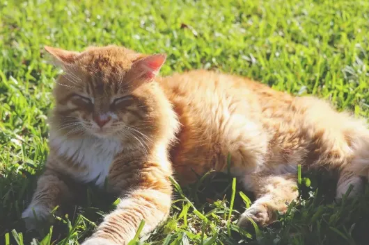 猫咪心跳奇怪，当心是心力衰竭！ | 宠物猫病虫害防治