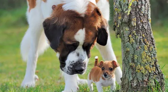 圣伯纳犬怎么养 圣伯纳犬饲养方法介绍 | 宠物病虫害防治