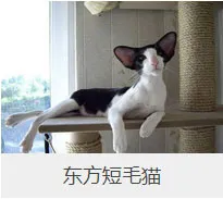 盘点67种猫猫品种大全，太详细了！ | 宠物猫选购技巧