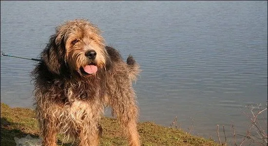 奥达猎犬有牙结石怎么办 奥达猎犬牙结石预防治疗方法 | 宠物病虫害防治