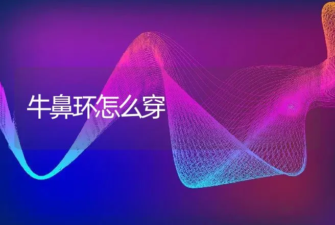 牛鼻环怎么穿 | 家畜养殖