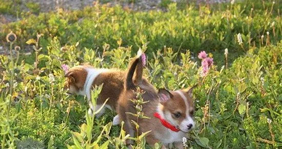 挪威伦德猎犬怎么驱虫 挪威伦德猎犬驱虫方法 | 宠物病虫害防治