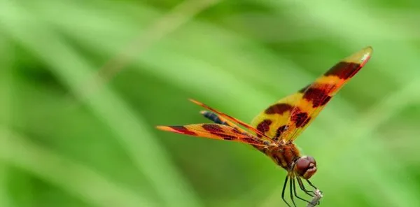 【蜻蜓图片】蜻蜓眼睛特点及高清图集 | 宠物昆虫图片