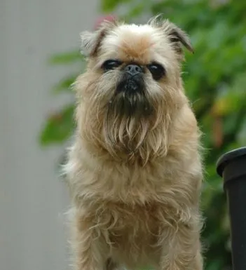 布鲁塞尔格里芬犬