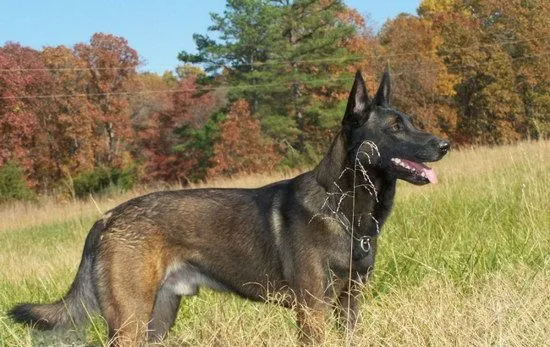 马里努阿犬怎么自制狗粮 马里努阿犬自制狗粮制作方法 | 宠物病虫害防治