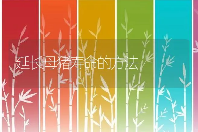 延长母猪寿命的方法 | 动物养殖