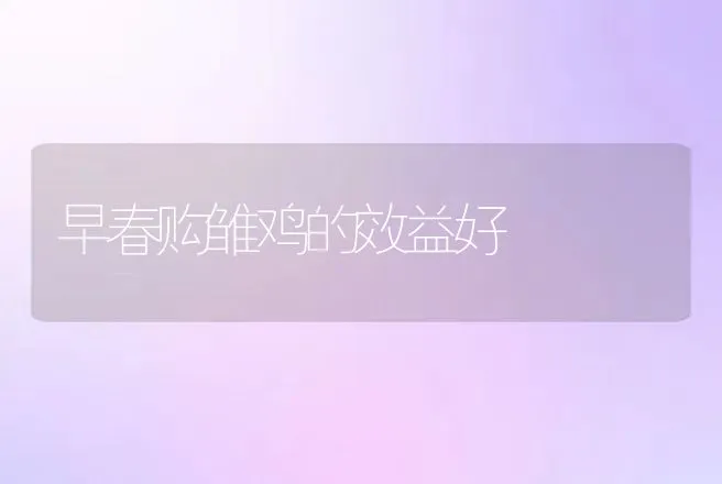 早春购雏鸡的效益好 | 动物养殖