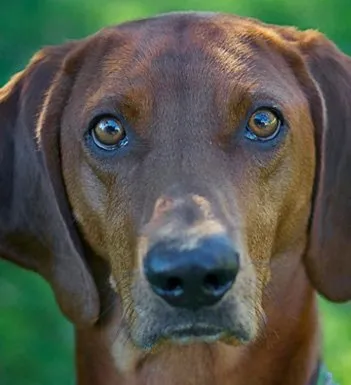 红骨猎浣熊犬