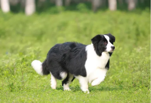 训练边境牧羊犬的基本要领 | 宠物狗训练技巧