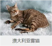 盘点67种猫猫品种大全，太详细了！ | 宠物猫选购技巧