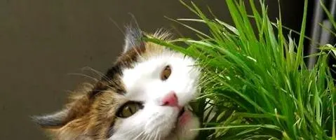 猫草是什么？猫草有什么作用？ | 宠物喂养知识