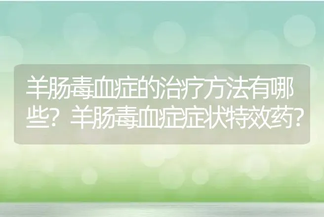 羊肠毒血症的治疗方法有哪些？羊肠毒血症症状特效药？ | 兽医知识大全