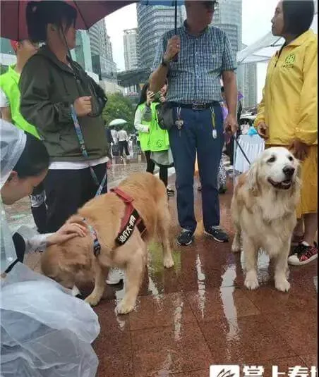 昆明人 文明养犬从我做起 这里有份倡议书请收下 | 宠物政策法规