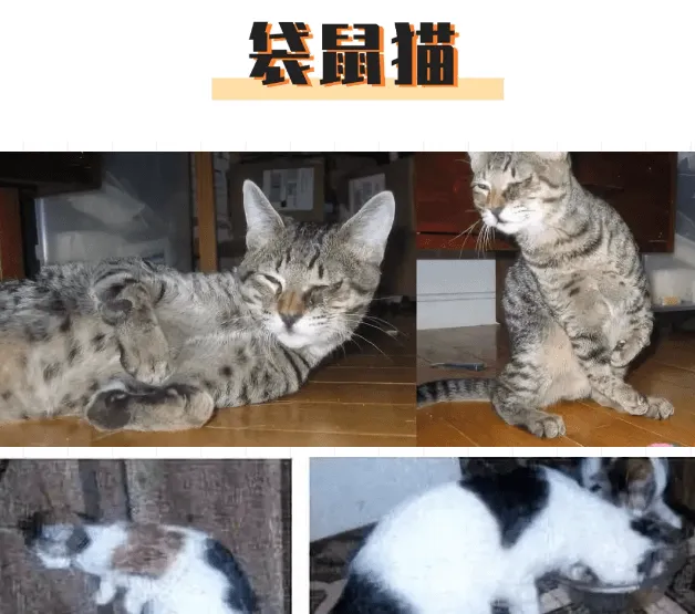 俄罗斯又现“人脸猫”？畸形繁育到底害了多少猫 | 宠物新闻资讯