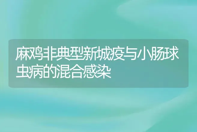 麻鸡非典型新城疫与小肠球虫病的混合感染 | 动物养殖