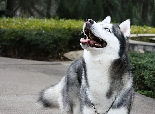 如何才能选购到最为优秀的阿拉斯加犬 | 宠物狗选购技巧