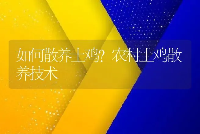 如何散养土鸡?农村土鸡散养技术 | 家禽养殖