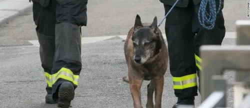 法国警犬在警方反恐行动中殉职 网友深情悼念 | 宠物新闻资讯