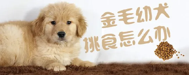 金毛幼犬挑食怎么办 | 宠物病虫害防治