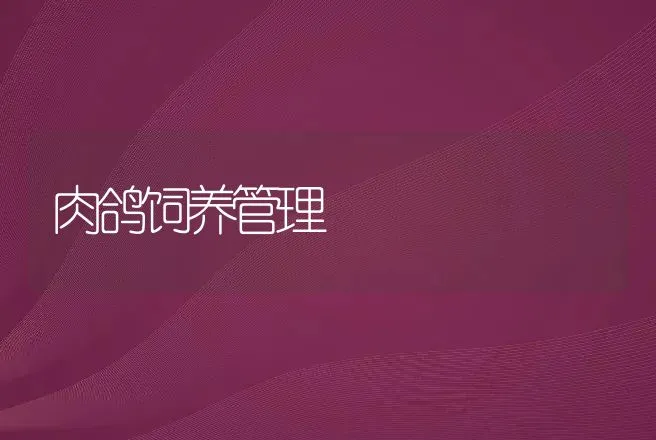肉鸽饲养管理 | 动物养殖