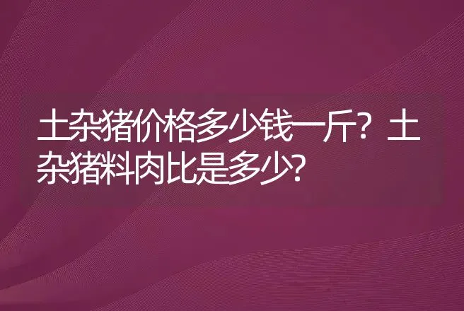 土杂猪价格多少钱一斤？土杂猪料肉比是多少? | 动物养殖