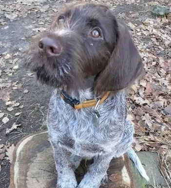 刚毛指示格里芬犬