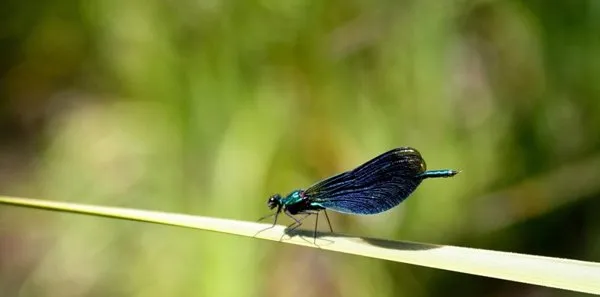 【蜻蜓图片】蜻蜓眼睛特点及高清图集 | 宠物昆虫图片