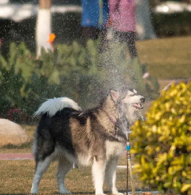 狗狗高清壁纸_街拍狗狗写真_边牧玩耍图片 | 宠物狗图片