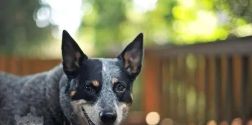 澳大利亚牧牛犬喂什么 澳大利亚牧牛犬喂养要点 | 宠物病虫害防治