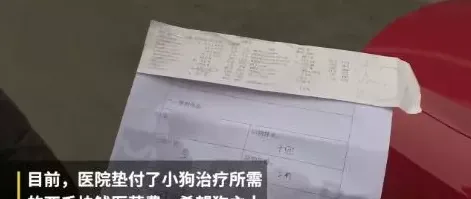 “两千块钱拿来救狗不值得”?这对小情侣的做法，让全国狗友感到羞耻! | 宠物新闻资讯