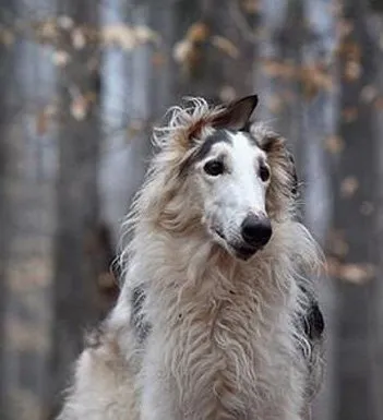 苏俄猎狼犬