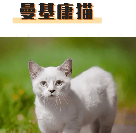 俄罗斯又现“人脸猫”？畸形繁育到底害了多少猫 | 宠物新闻资讯