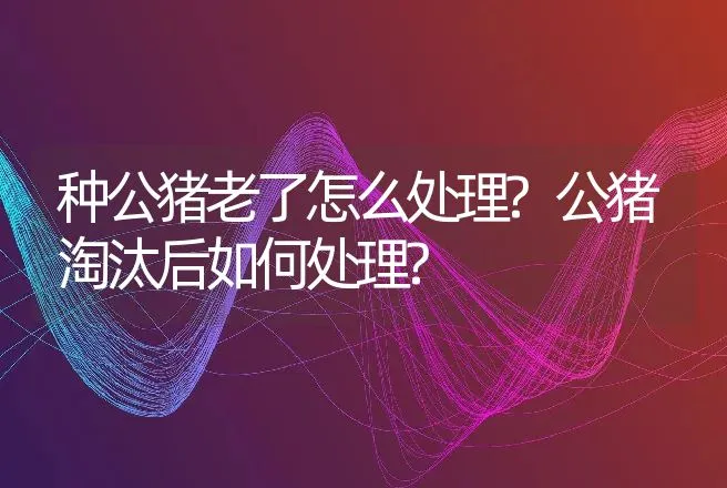 种公猪老了怎么处理?公猪淘汰后如何处理? | 家畜养殖