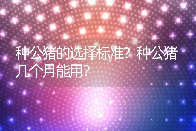 种公猪的选择标准？种公猪几个月能用？ | 家畜养殖