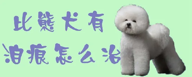 比熊犬有泪痕怎么治 | 宠物病虫害防治