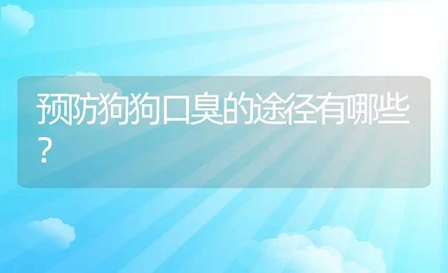 预防狗狗口臭的途径有哪些？ | 宠物猫