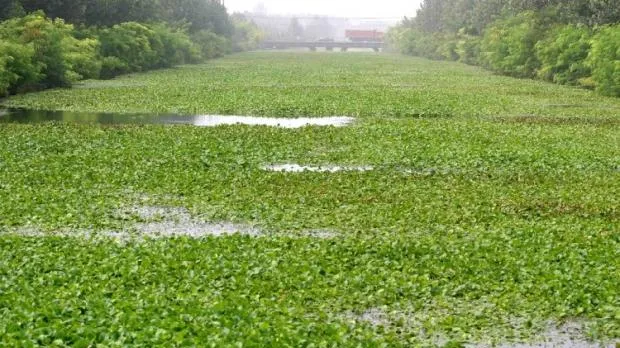 水葫芦和金鱼藻的区别 | 宠物病虫害防治