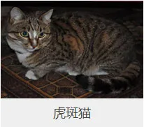 盘点67种猫猫品种大全，太详细了！ | 宠物猫选购技巧