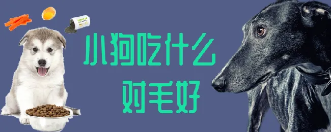 小狗吃什么对毛好 | 宠物病虫害防治