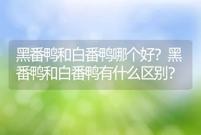 黑番鸭和白番鸭哪个好？黑番鸭和白番鸭有什么区别？ | 动物养殖