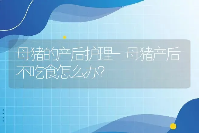 母猪的产后护理-母猪产后不吃食怎么办？ | 兽医知识大全