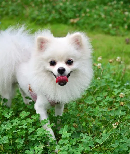 怎么挑选漂亮的博美幼犬? | 宠物狗选购技巧