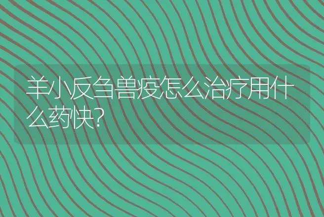 羊小反刍兽疫怎么治疗用什么药快？ | 兽医知识大全