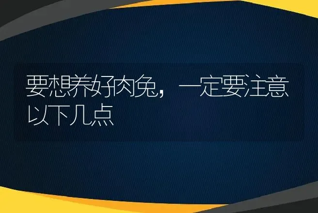 要想养好肉兔，一定要注意以下几点 | 特种养殖