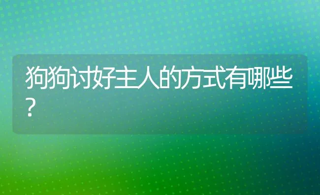 狗狗讨好主人的方式有哪些? | 宠物猫