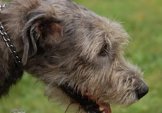 爱尔兰猎狼犬牙齿怎么护理 爱尔兰猎狼犬口腔清洁流程 | 宠物病虫害防治