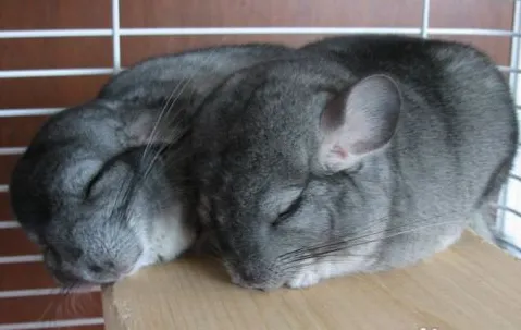 龙猫的饲养方法及龙猫的喂养规则 | 宠物龙猫饲养