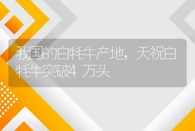 我国的白牦牛产地，天祝白牦牛突破4万头 | 家畜养殖